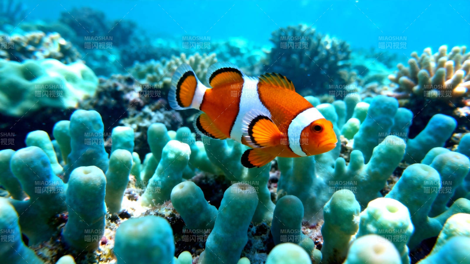小丑鱼游珊瑚海图片