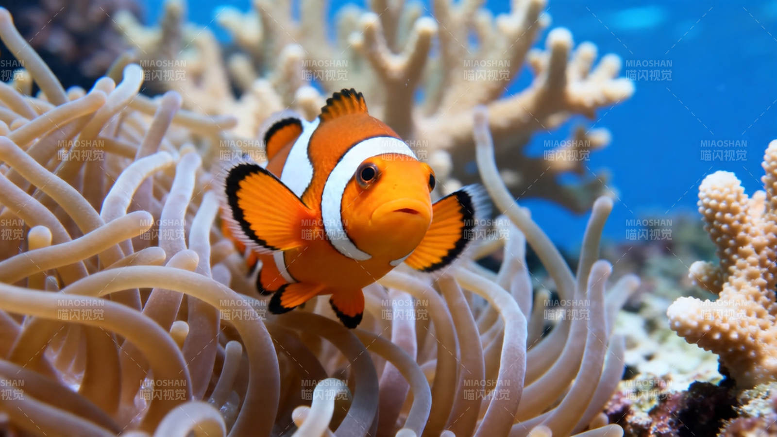 小丑鱼与海葵共舞图片