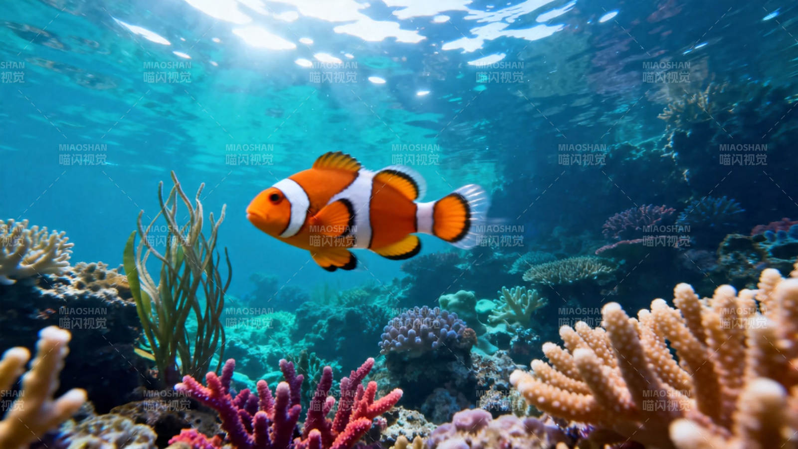 小丑鱼游珊瑚海图片
