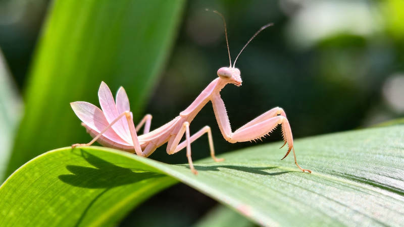 粉螳螂栖绿叶 花翼如蝶舞图片