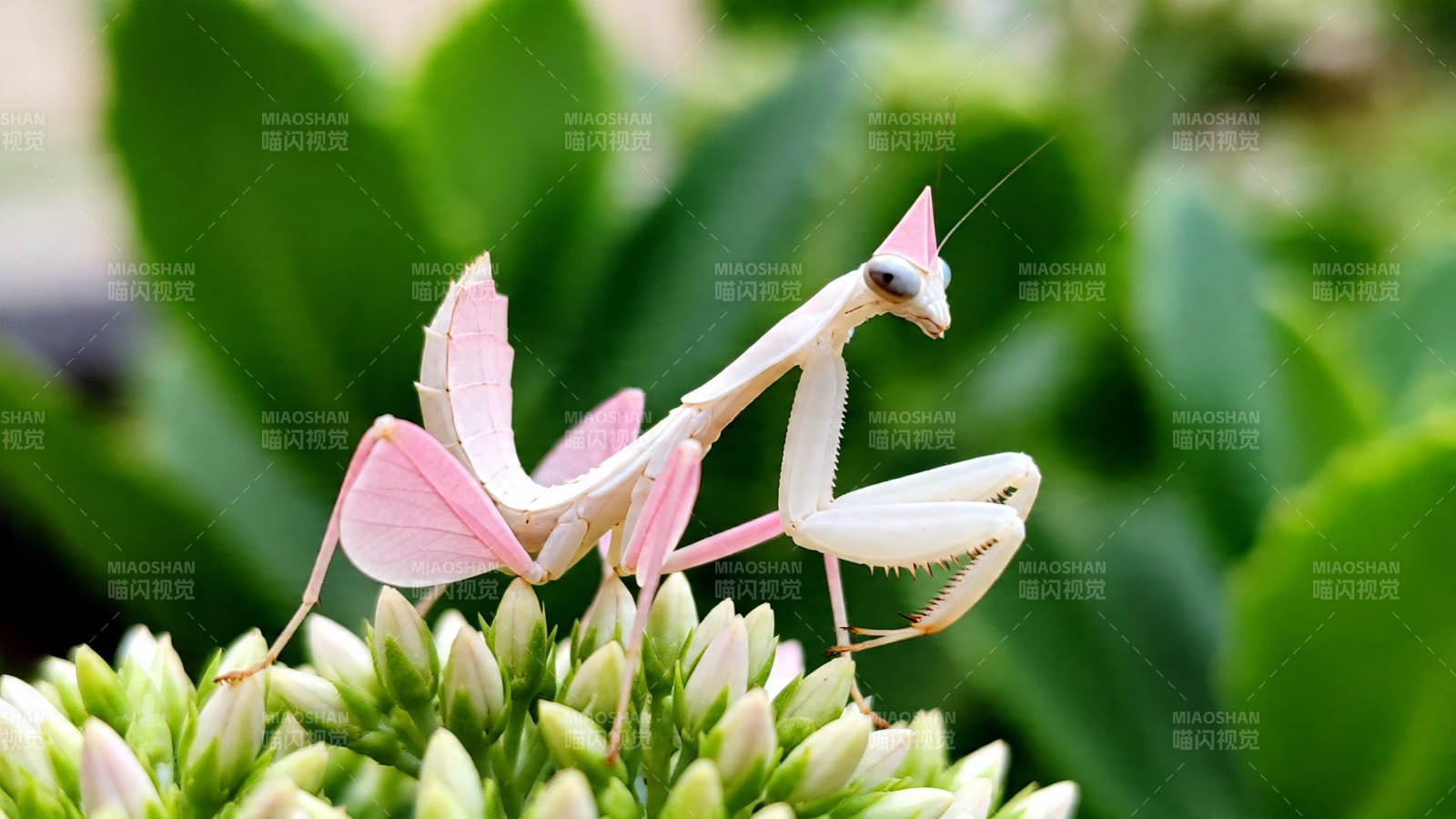 粉螳螂栖花苞 绿叶衬娇姿图片