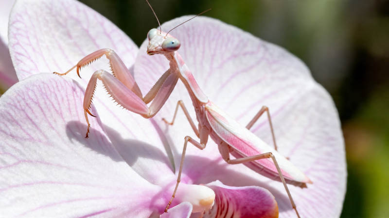 粉螳螂栖于兰花之上图片