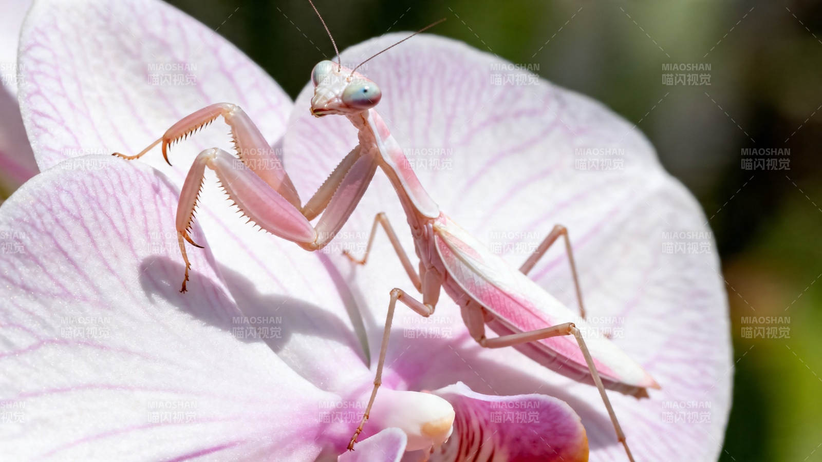 粉螳螂栖于兰花之上图片