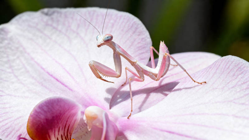 粉螳螂栖兰花上图片