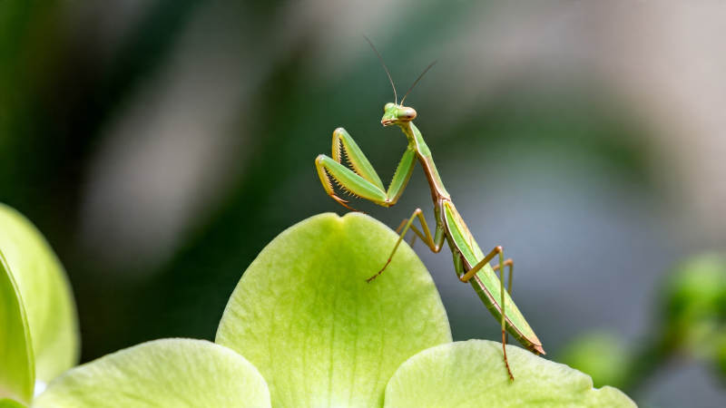 绿螳螂栖花叶上图片