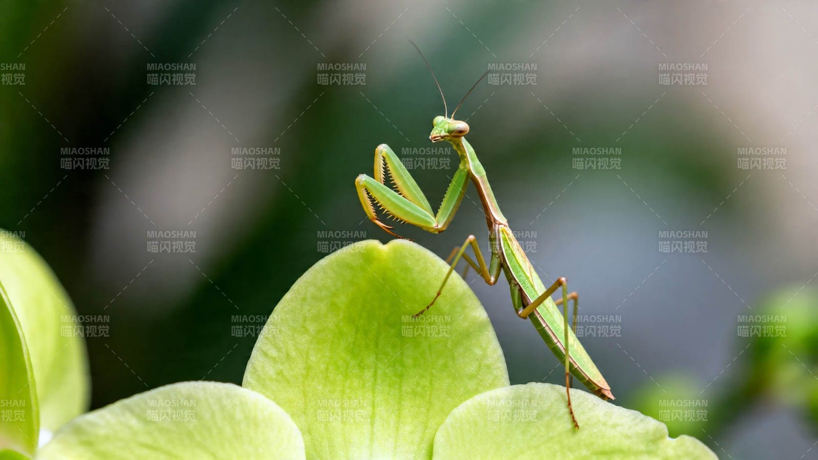 绿螳螂栖花叶上图片