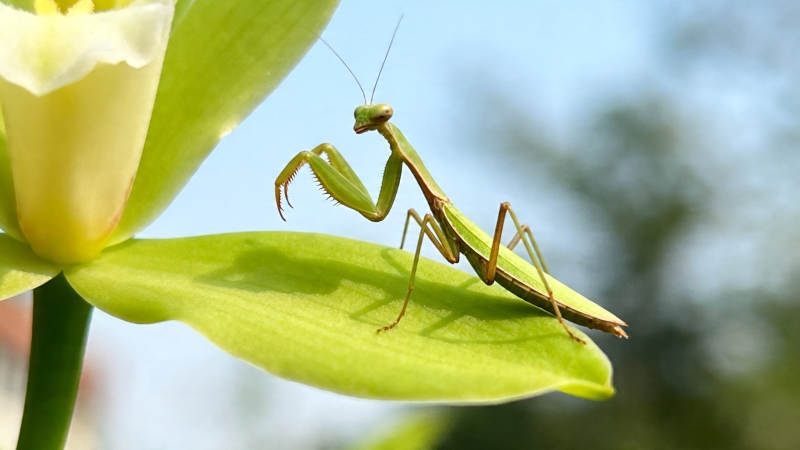 螳螂栖花叶 绿意盎然间图片