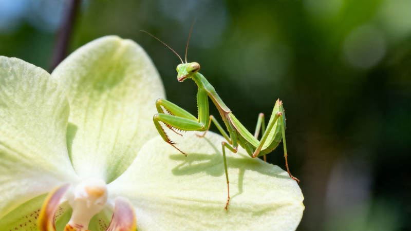 螳螂栖兰 绿意盎然图片