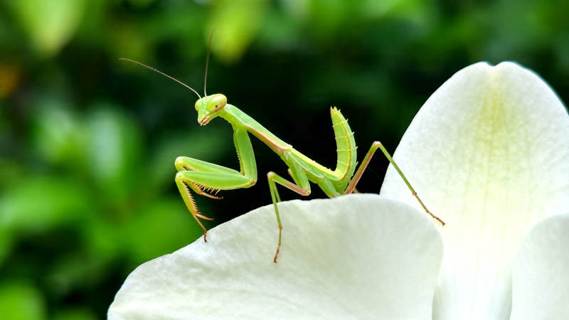 绿螳螂栖白花上图片