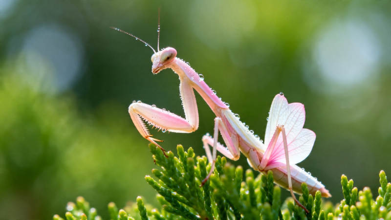 粉螳螂栖绿枝 晨露轻沾翼图片