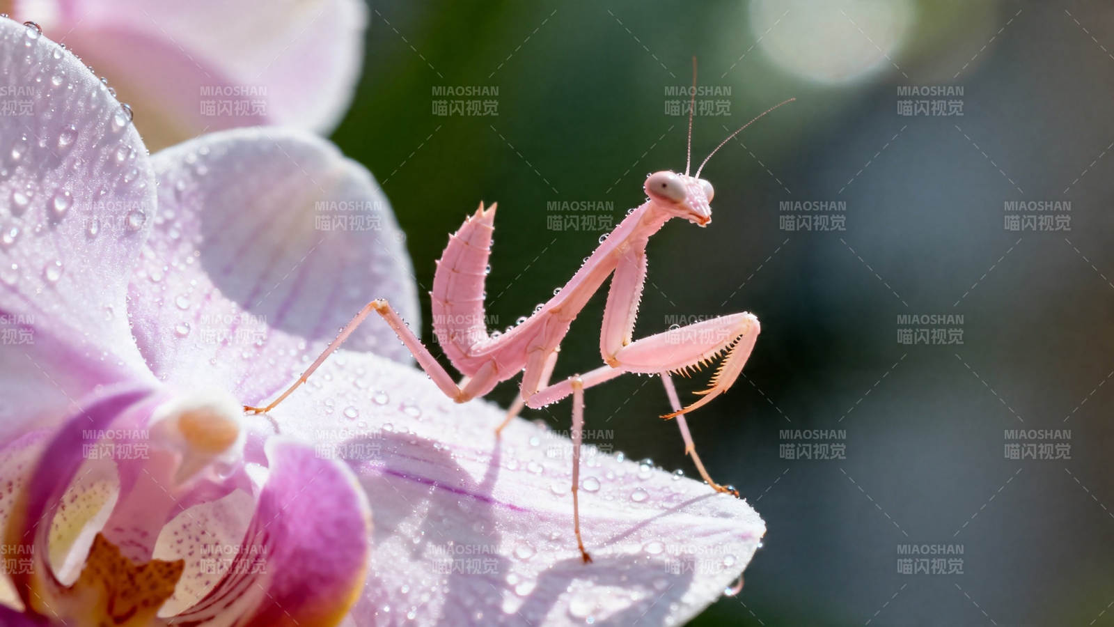 粉螳螂栖紫兰 露润花间静图片