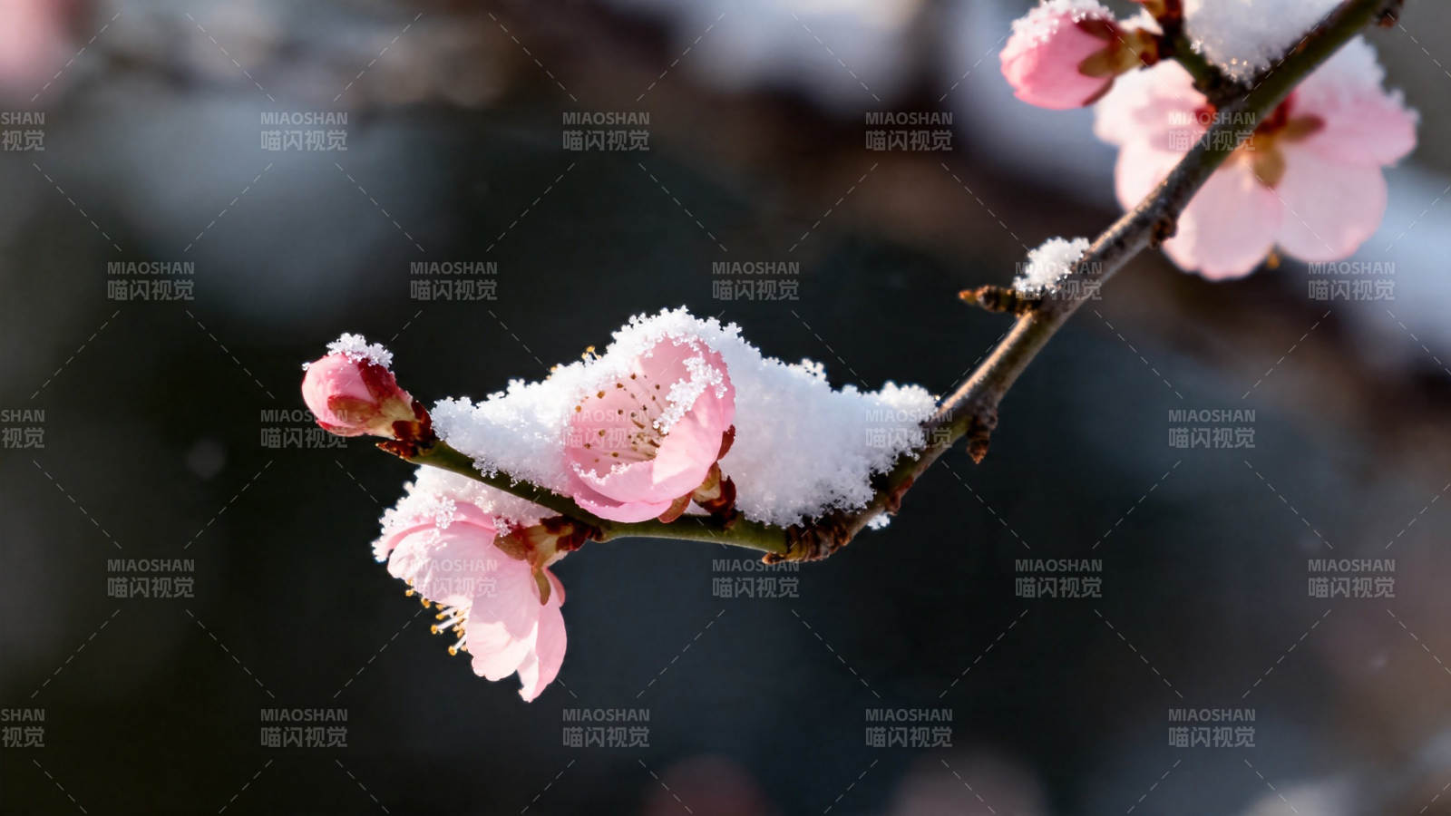 雪覆梅花 冬韵盎然图片