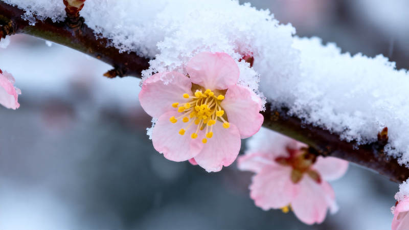 雪中粉梅绽放图片