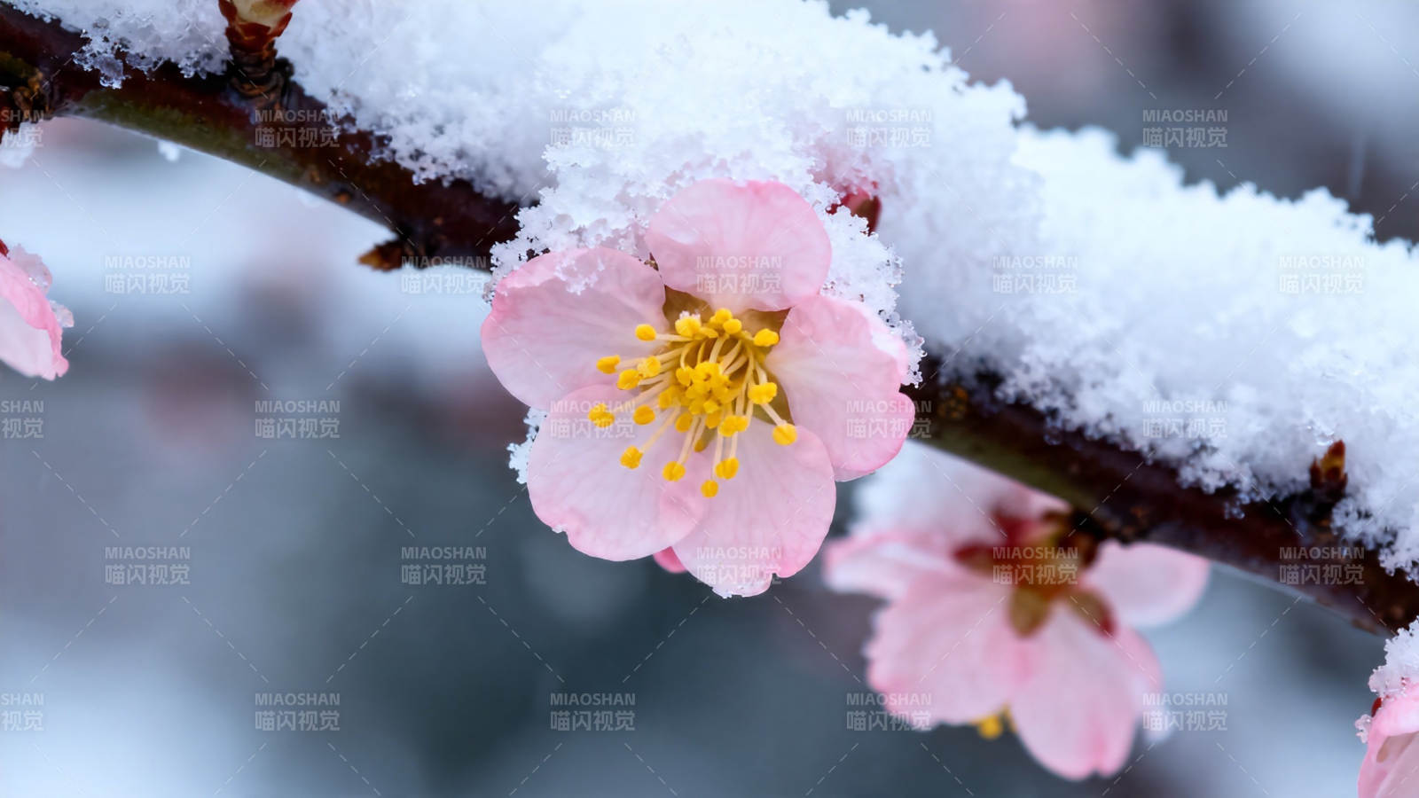 雪中粉梅绽放图片