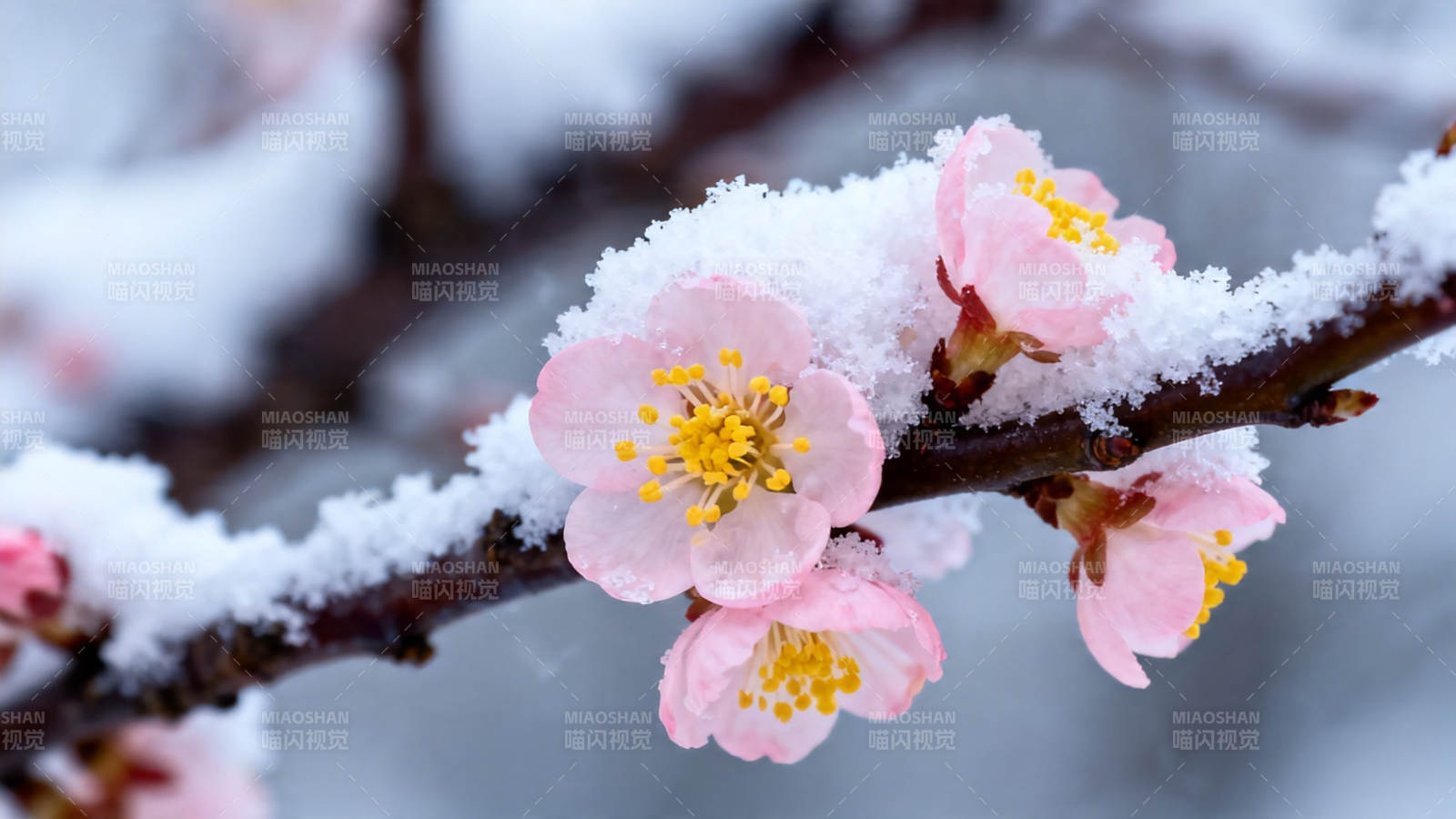 雪覆梅花 粉瓣映寒枝图片