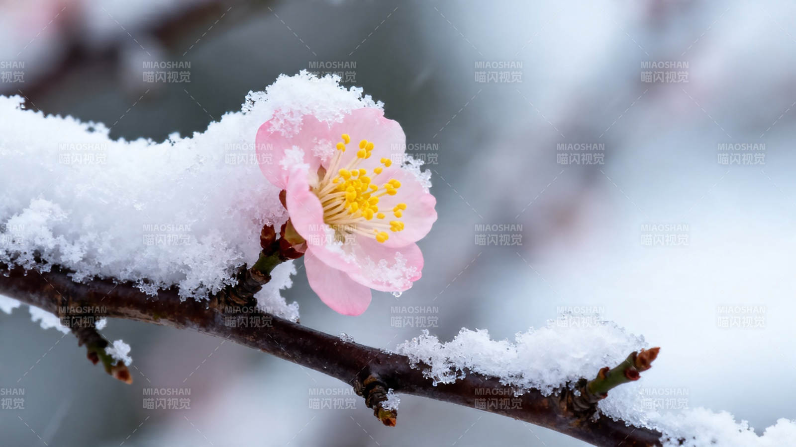 雪中粉梅傲然绽放图片