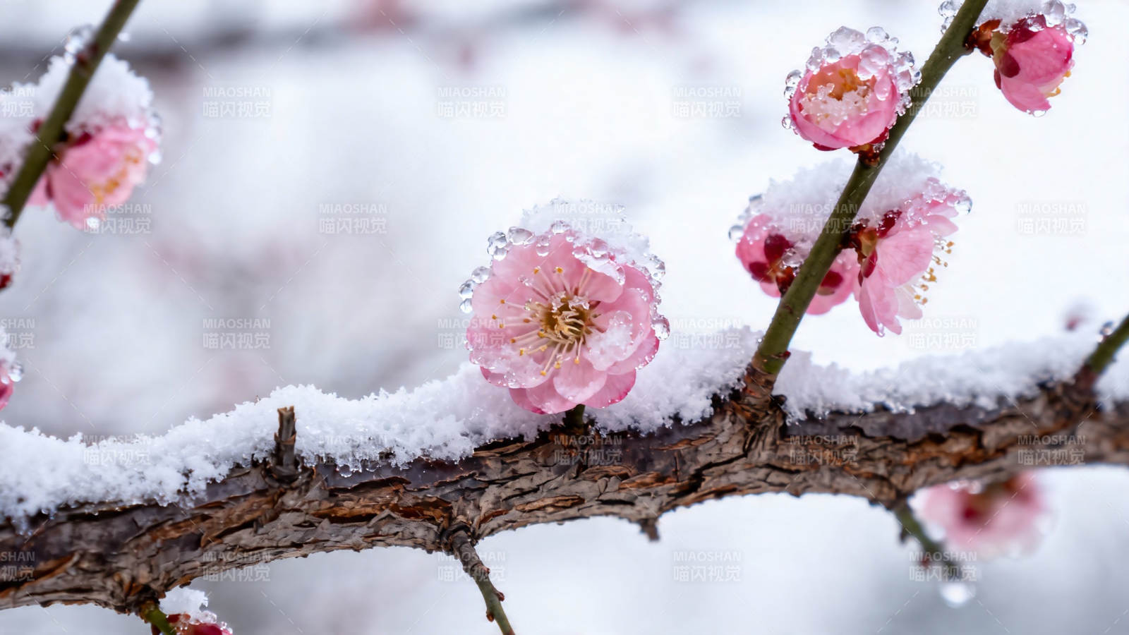 雪中梅花傲然绽放图片