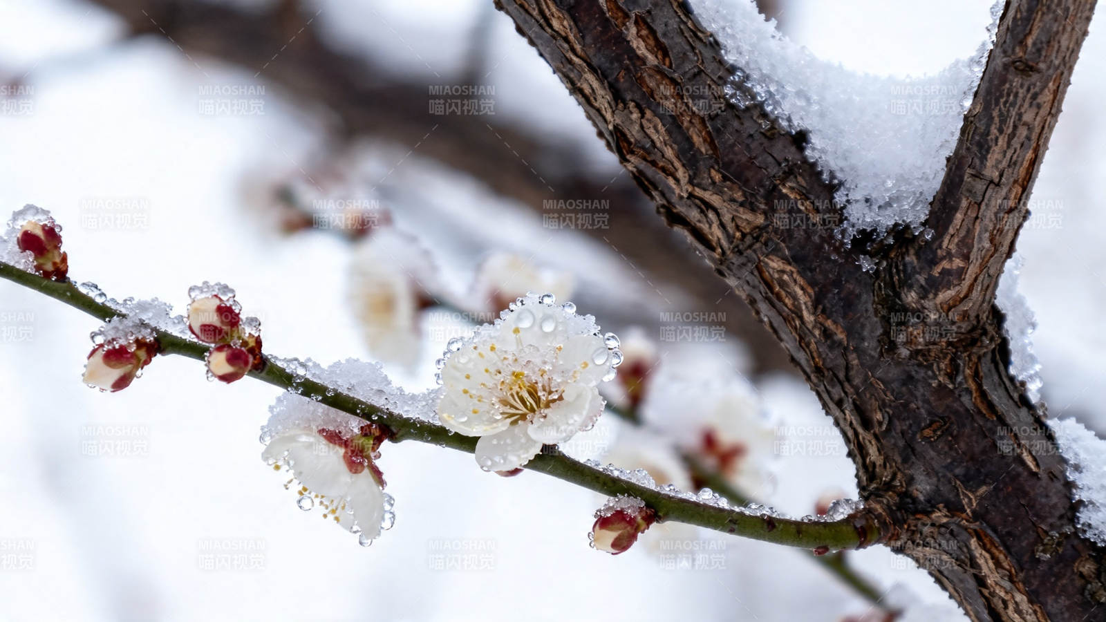雪中梅花傲然绽放图片