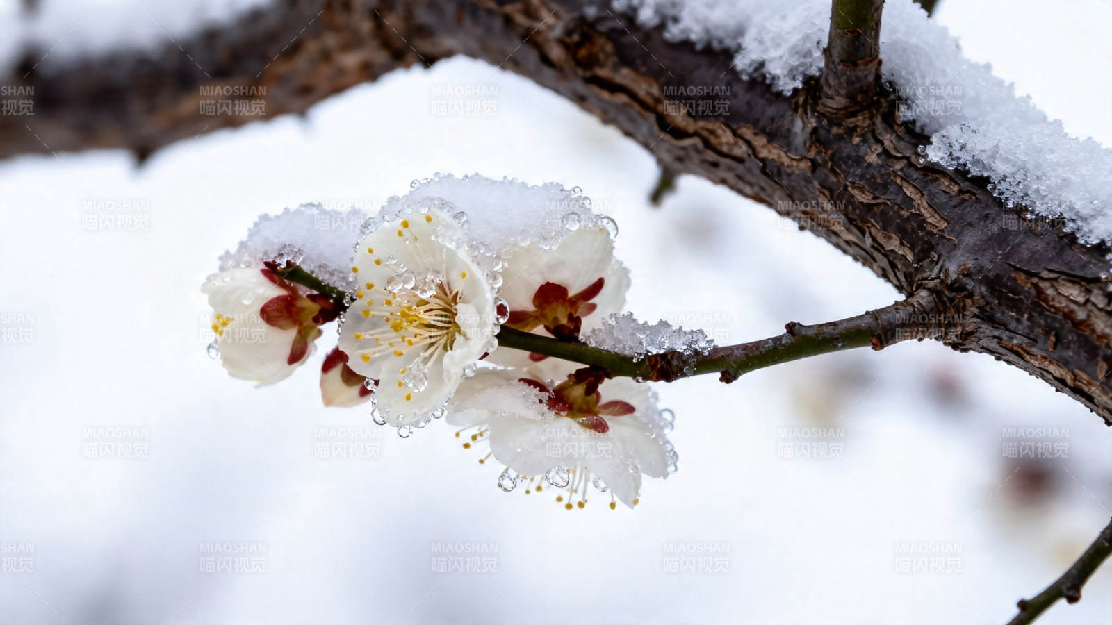 雪覆梅花 傲寒绽放图片