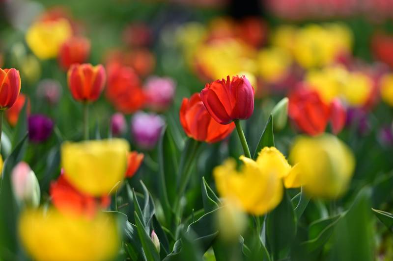 春日郁金香花海绽放图片