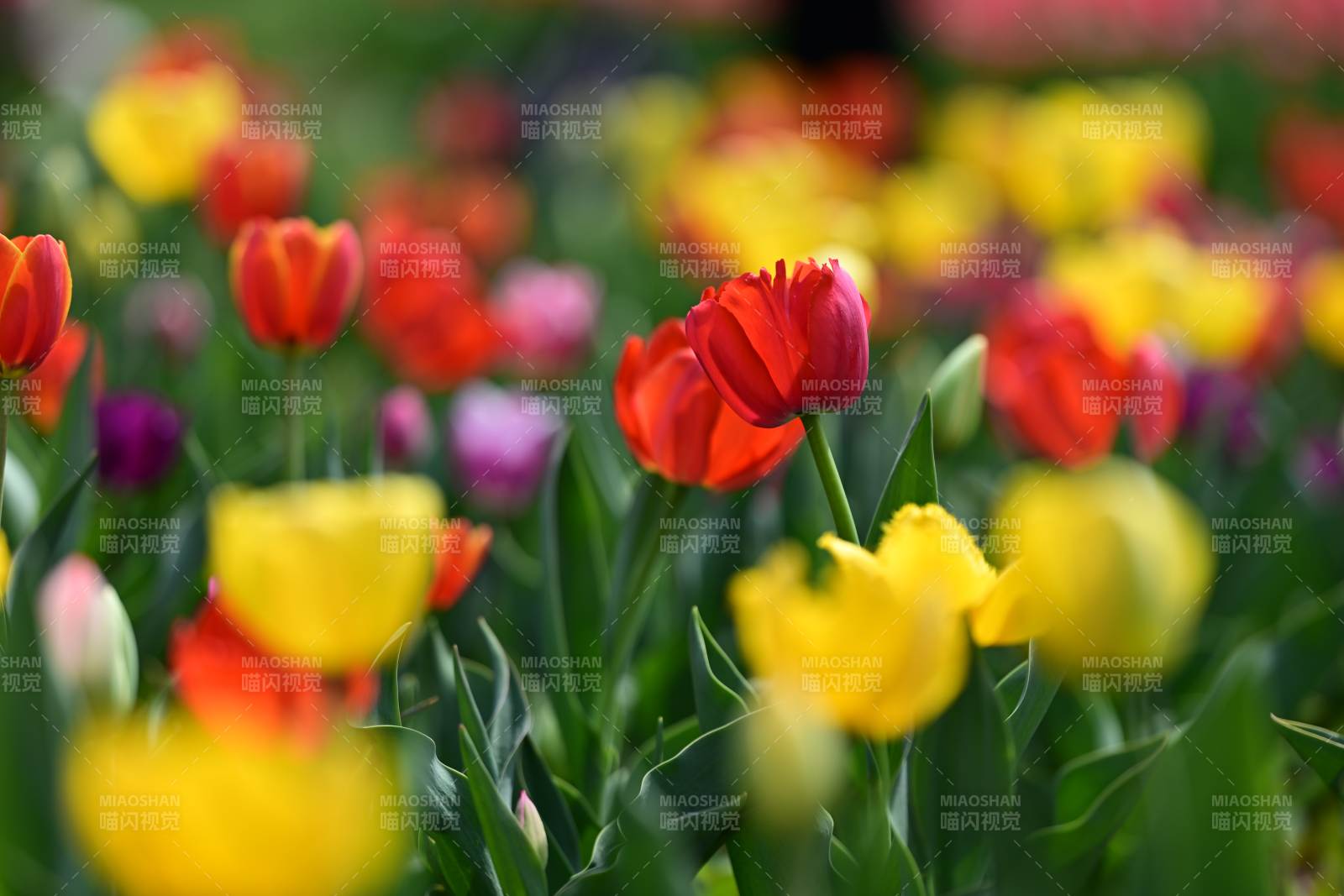 春日郁金香花海绽放图片