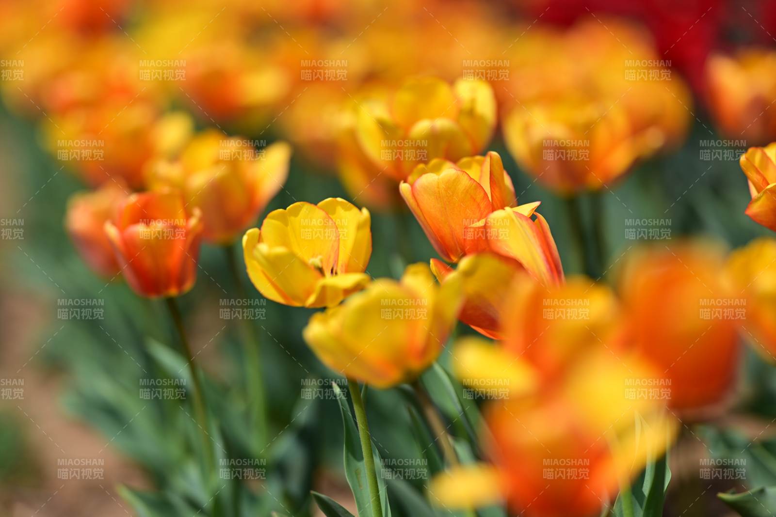 春日 tulip 花海绚烂绽放图片