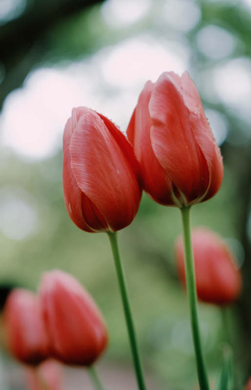 红 tulip 双影 柔光梦境图片