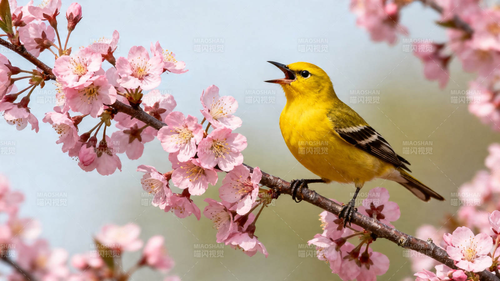黄鸟鸣春樱枝头图片