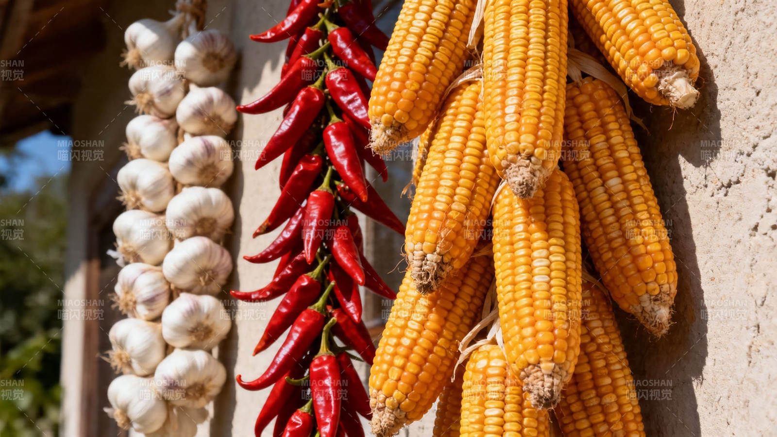 玉米辣椒蒜串挂墙头图片