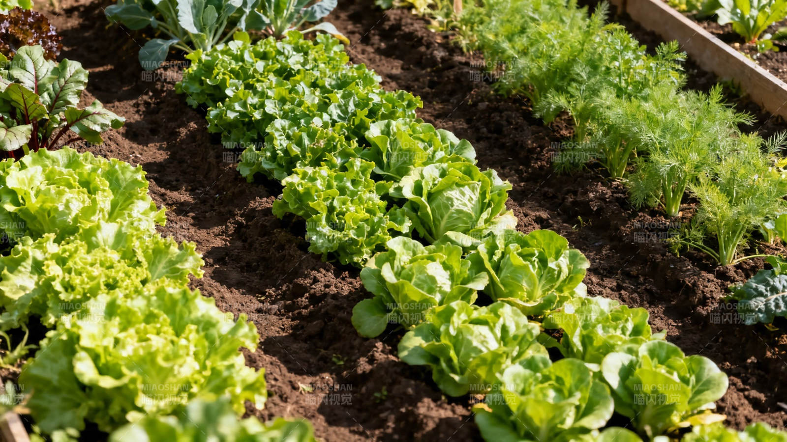 菜园绿意盎然 生机勃勃图片