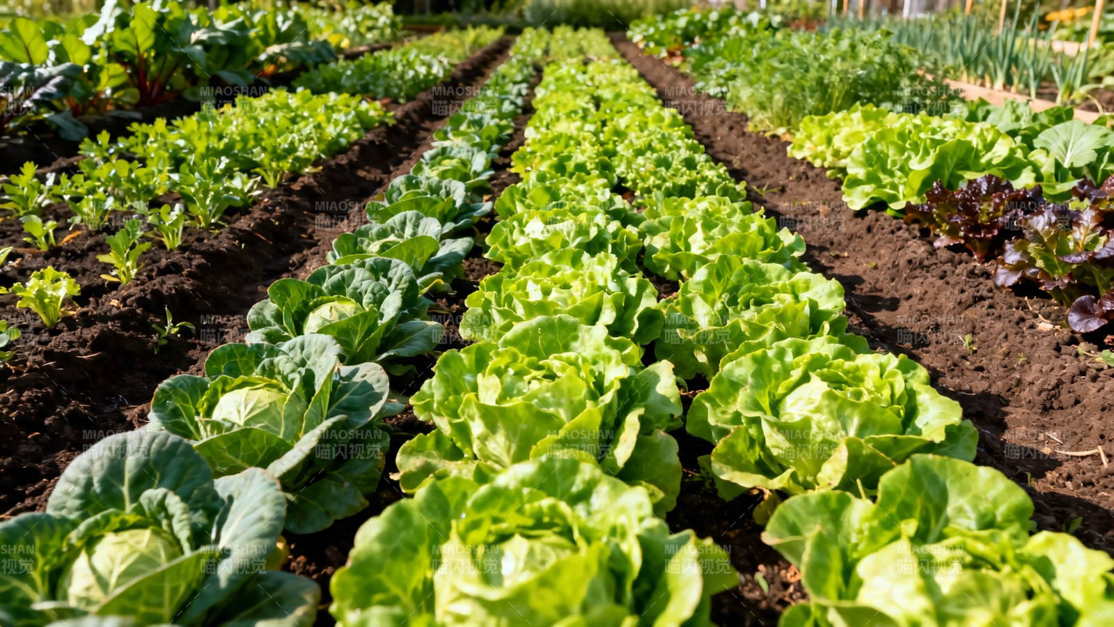 菜园绿意盎然 生菜成行排列图片