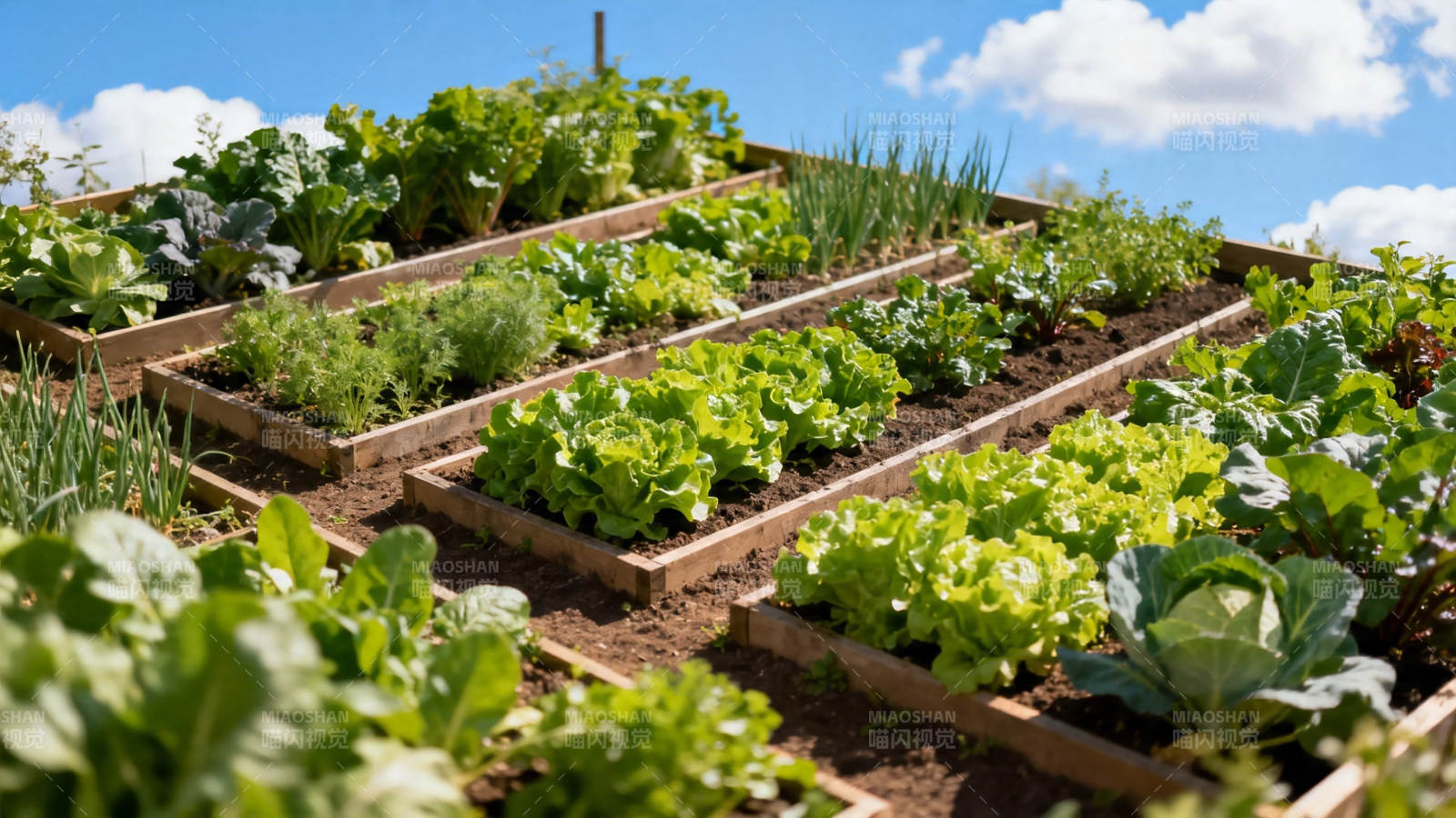 阳光菜园 绿意盎然图片