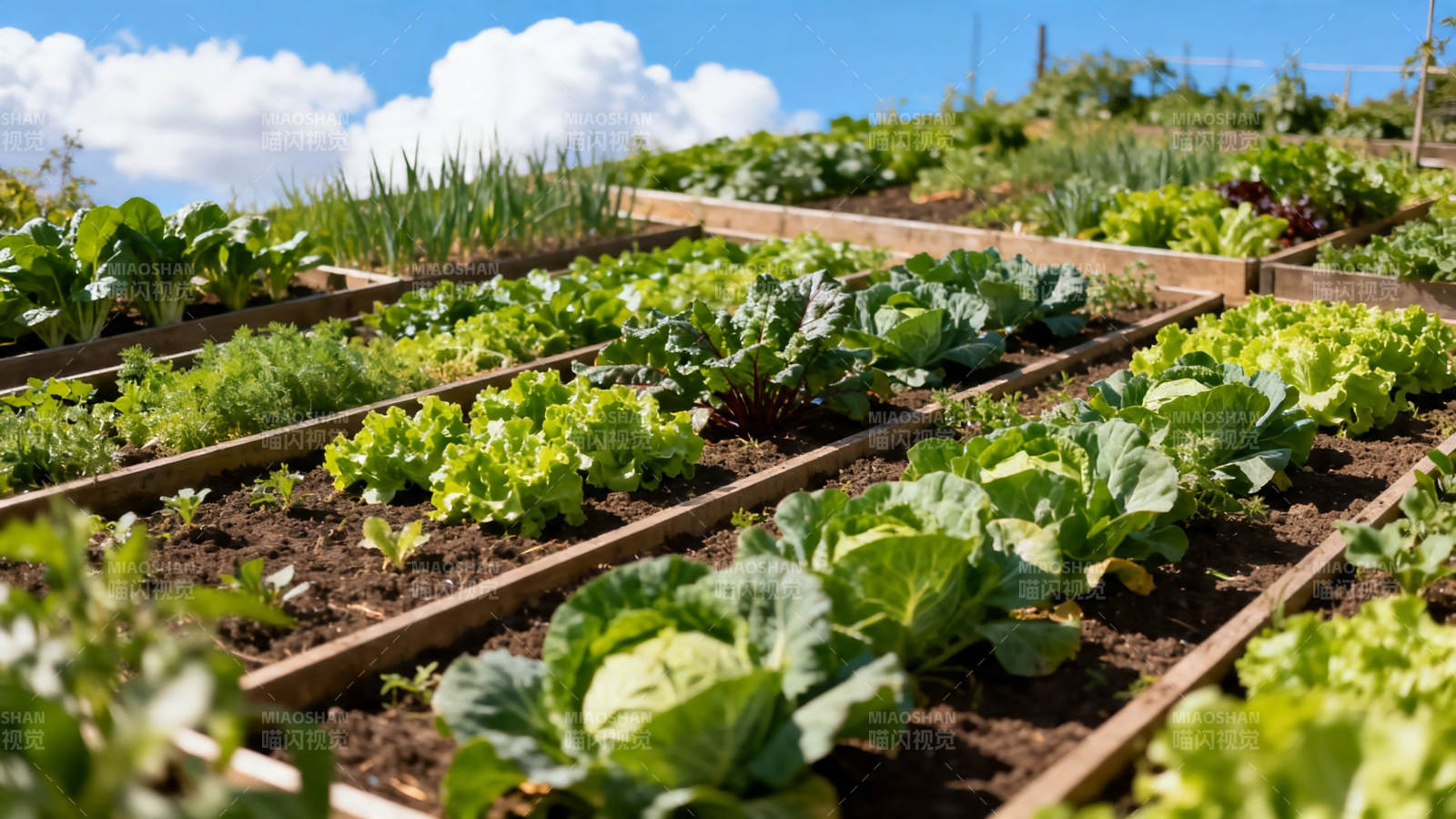 菜园整齐 绿意盎然图片