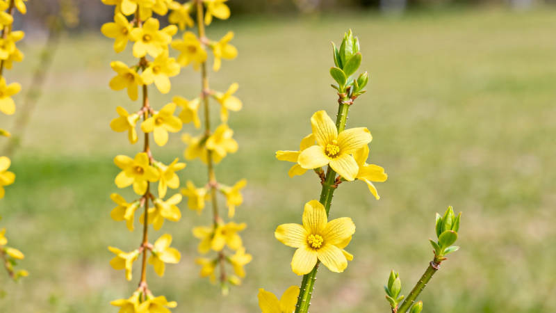 迎春花绽放 春意盎然图片