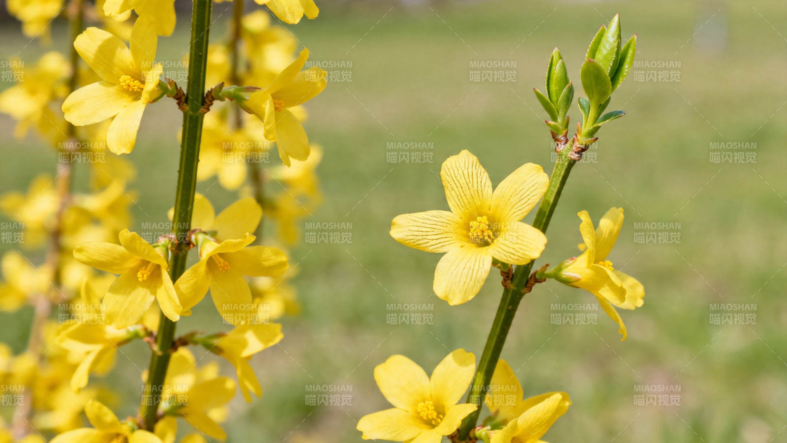 迎春花绽放 春意盎然图片