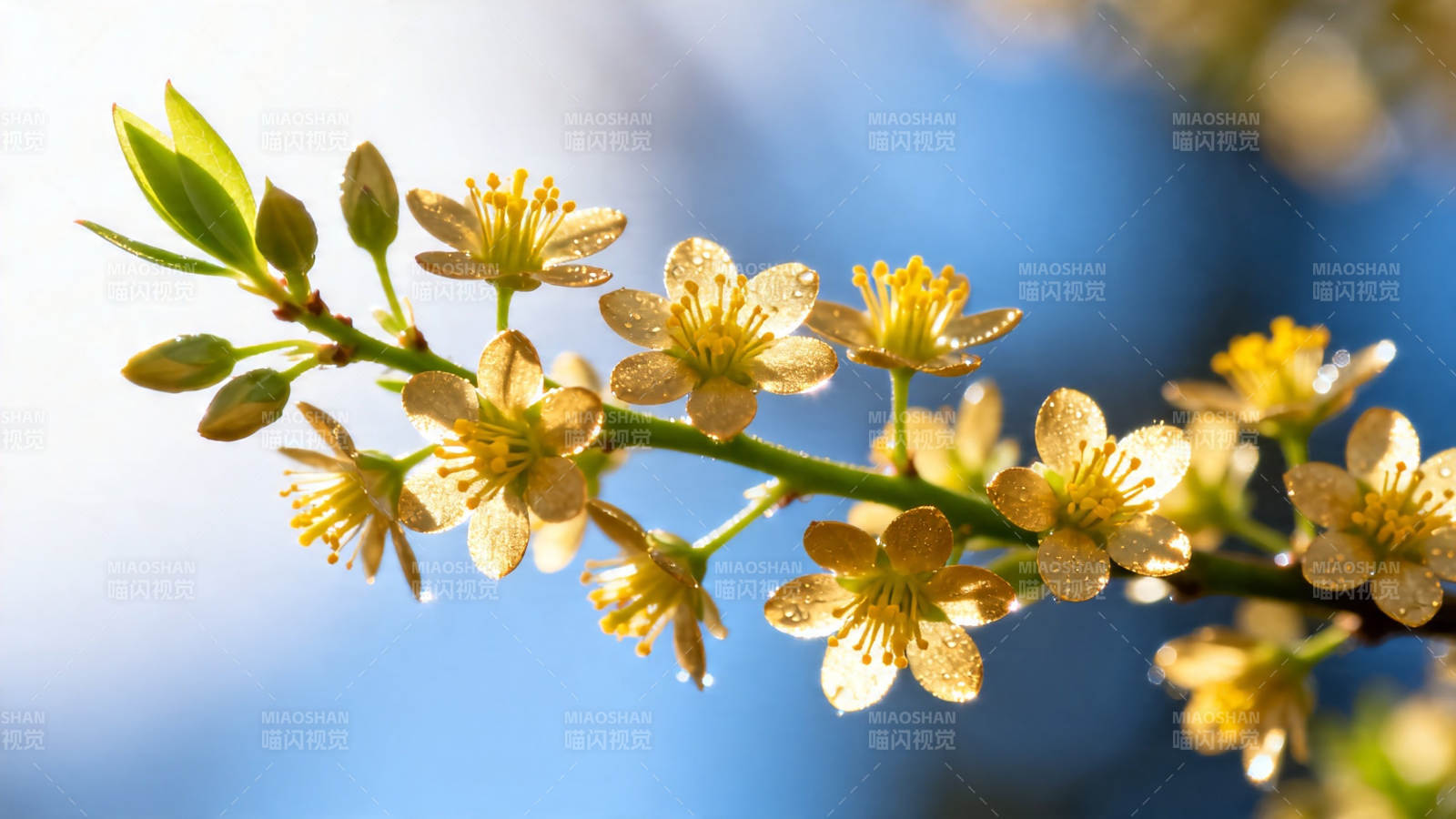 春日枝头黄花绽放图片