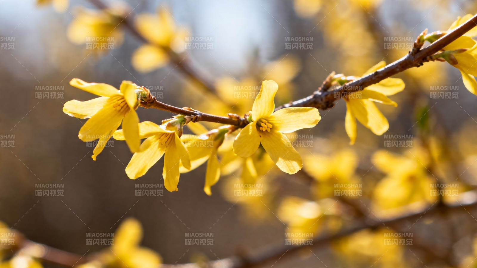 迎春花绽放 金黄满枝头图片