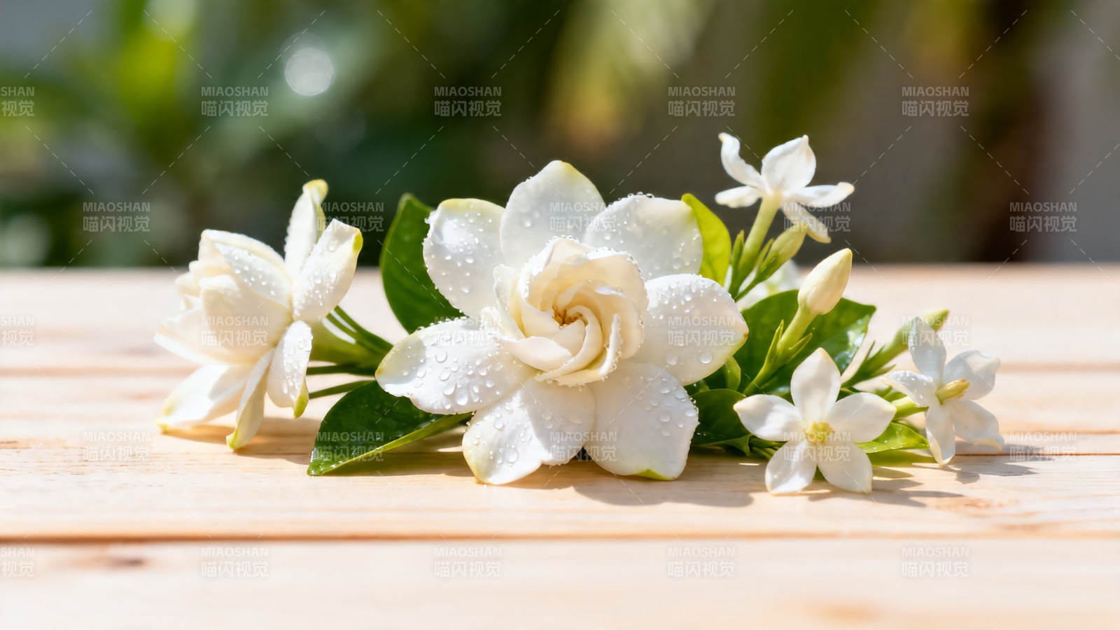 白茉莉花束 清新自然美图片