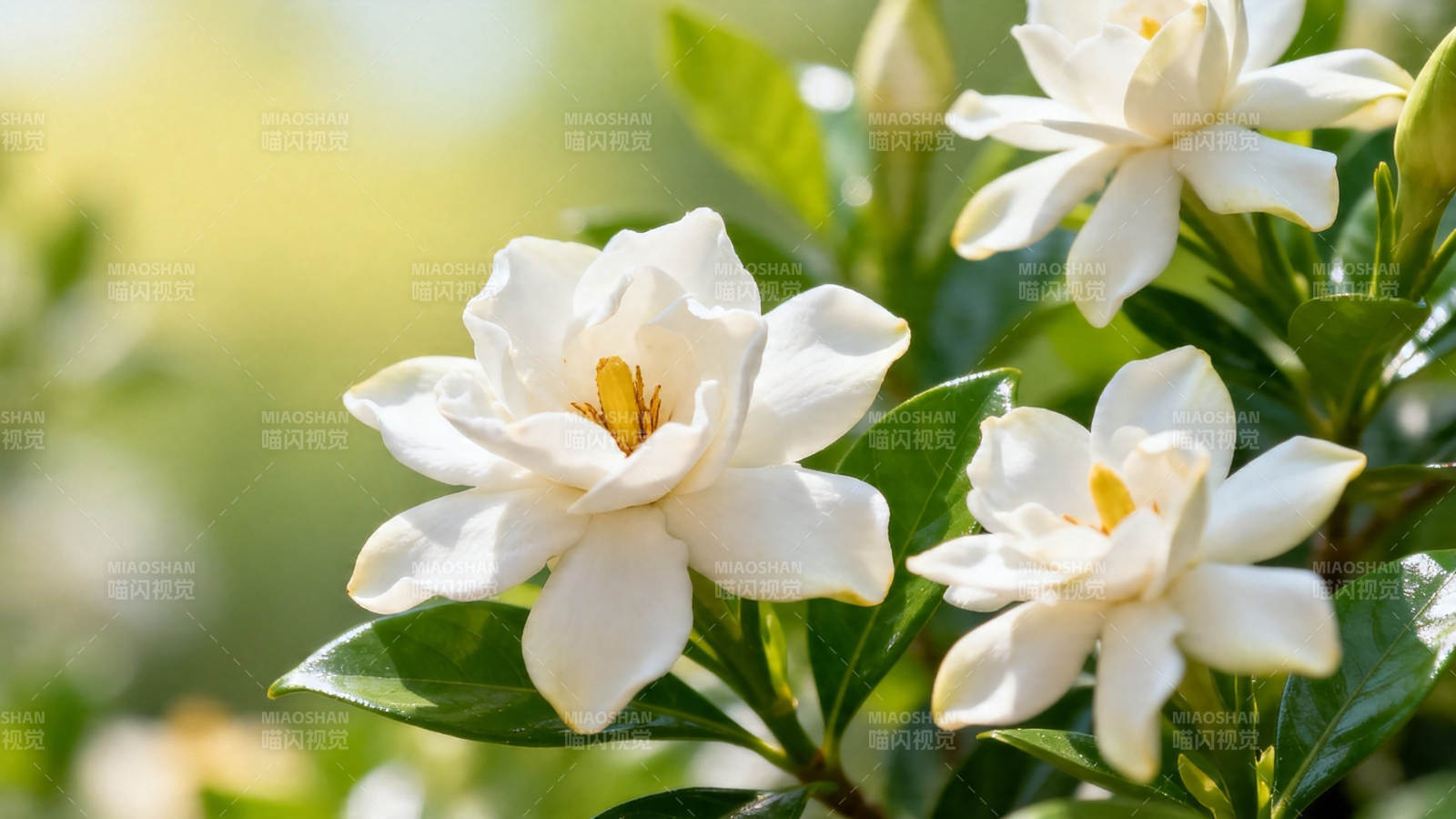 栀子花开 洁白芬芳图片