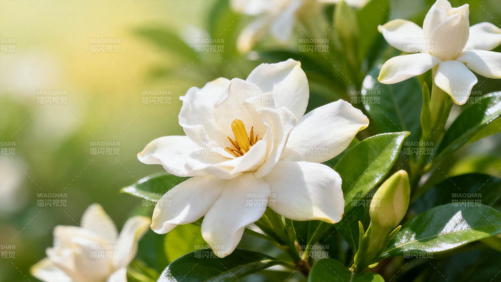 洁白栀子花 清香满枝头图片