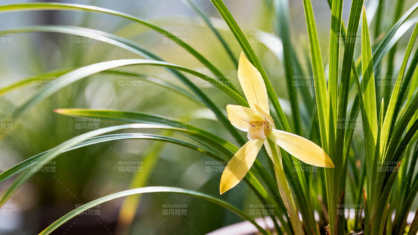 黄兰绽放 绿叶相伴图片