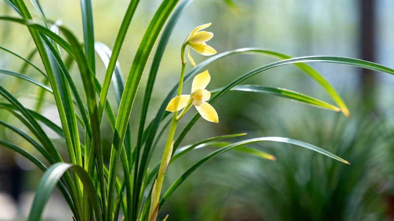 黄兰绽放 绿叶相伴图片