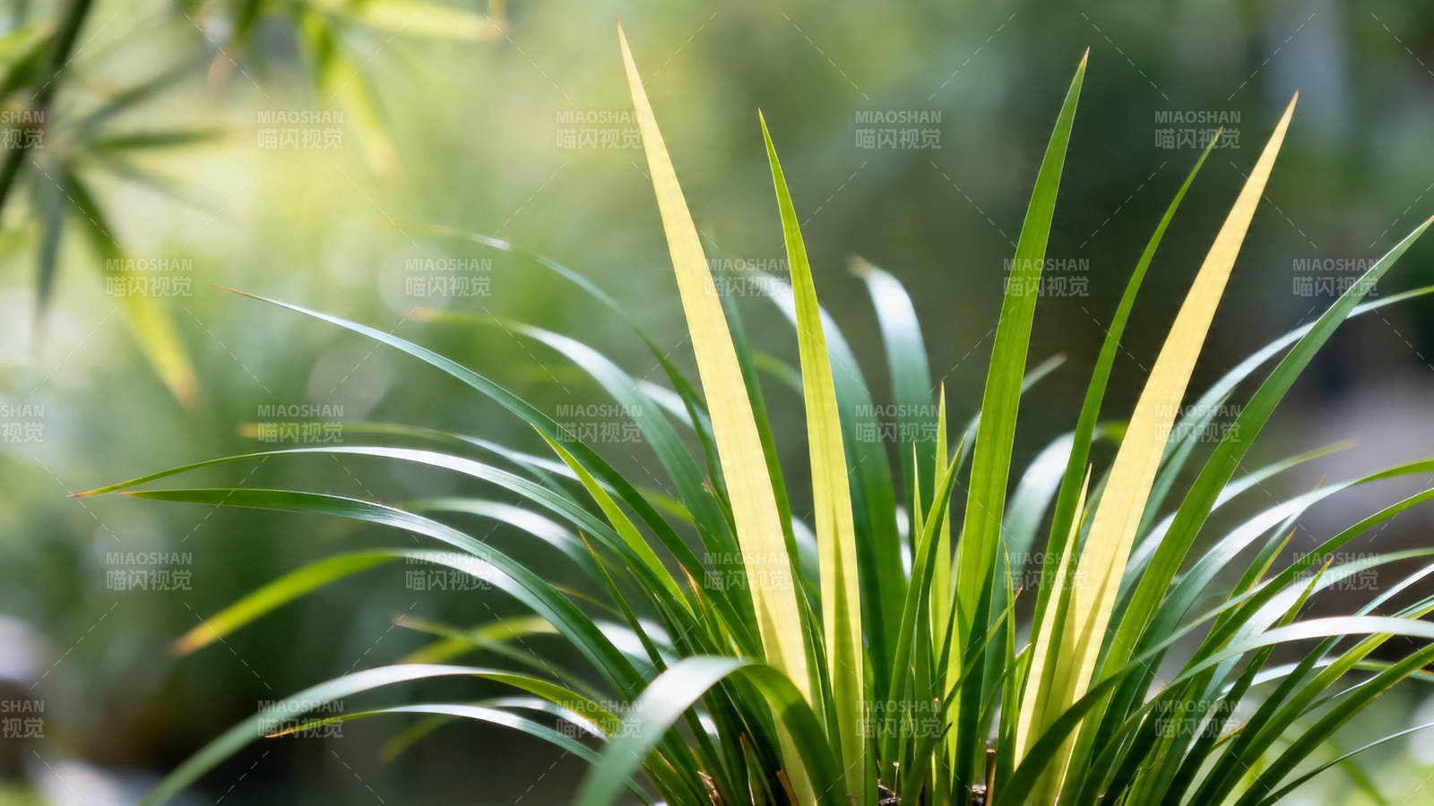 绿叶黄尖 生机盎然图片