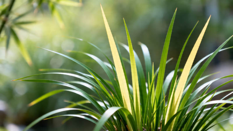 绿叶黄尖 生机盎然图片