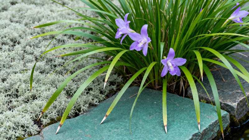 紫花绿叶映青石图片