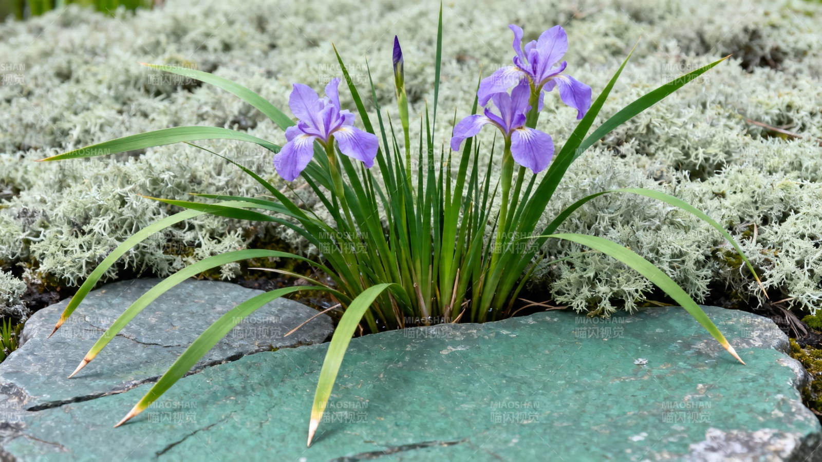 石上紫鸢尾 苔藓伴幽香图片