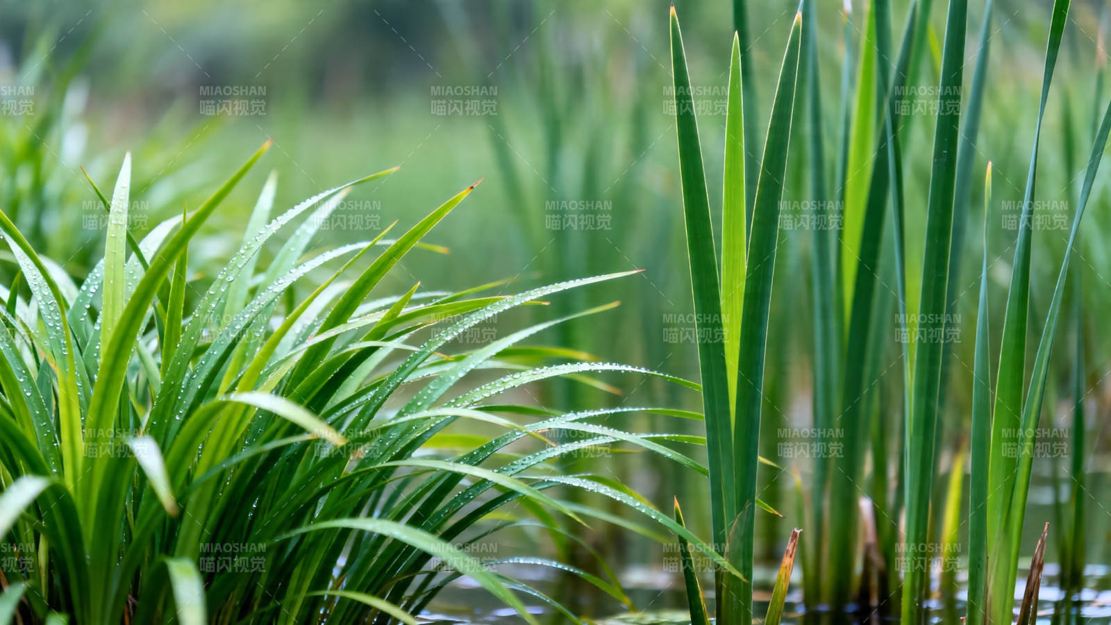 绿意盎然水边草图片