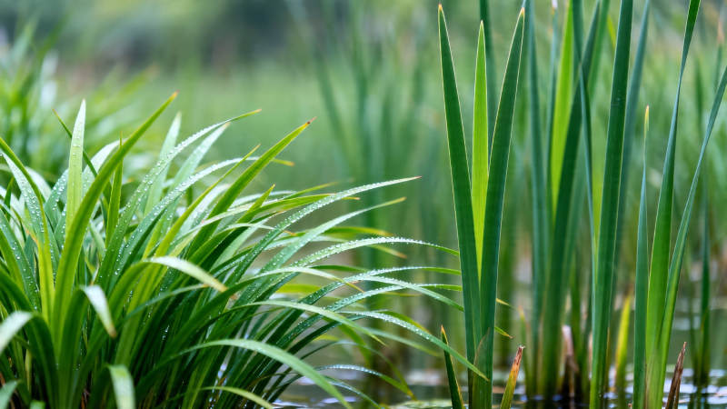 绿意盎然水边草图片