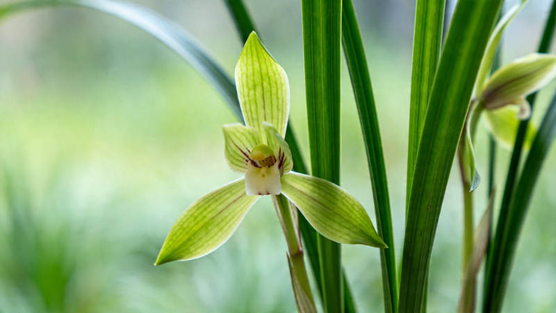 淡雅兰花 绿叶相伴绽放图片