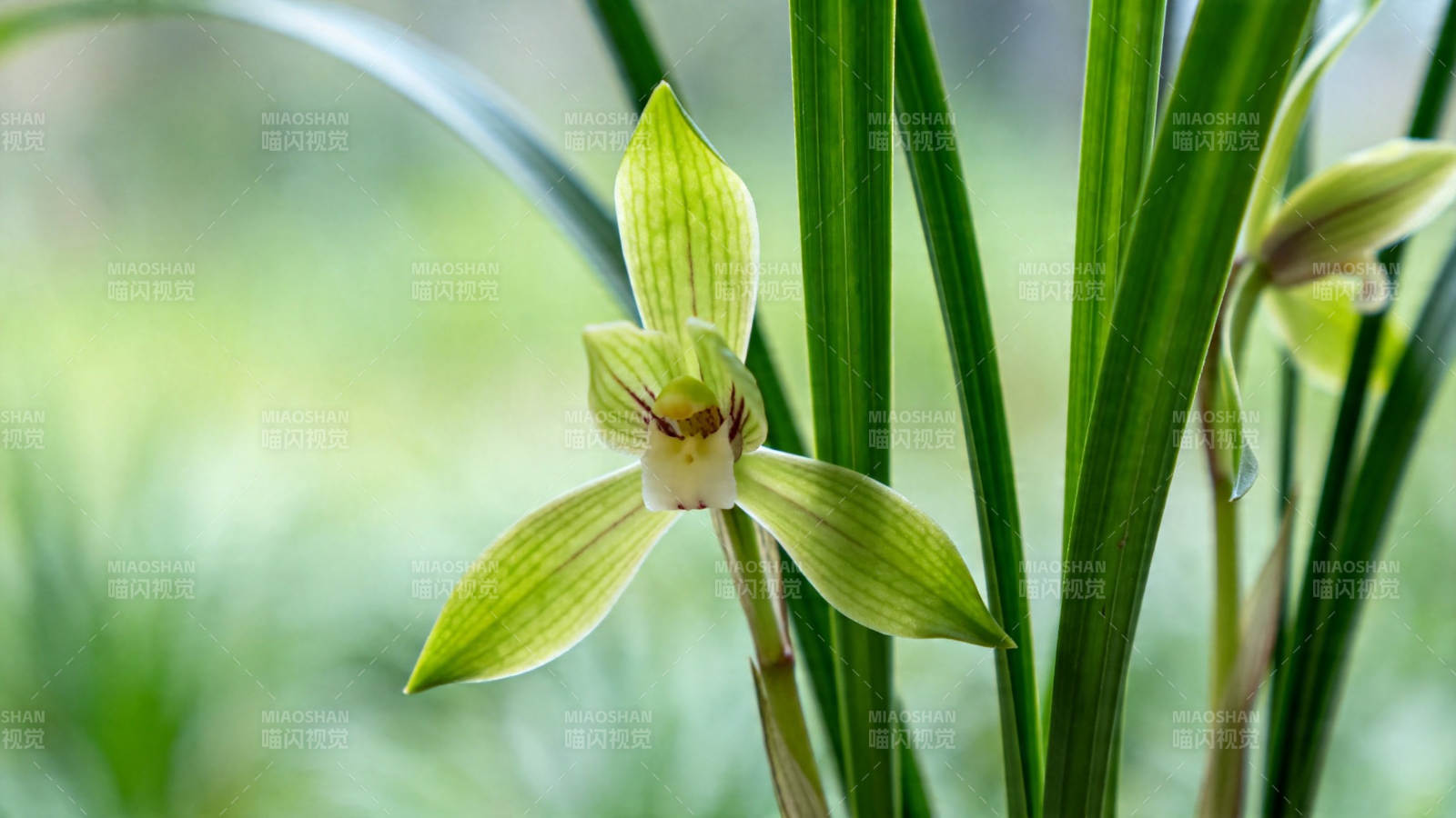 淡雅兰花 绿叶相伴绽放图片